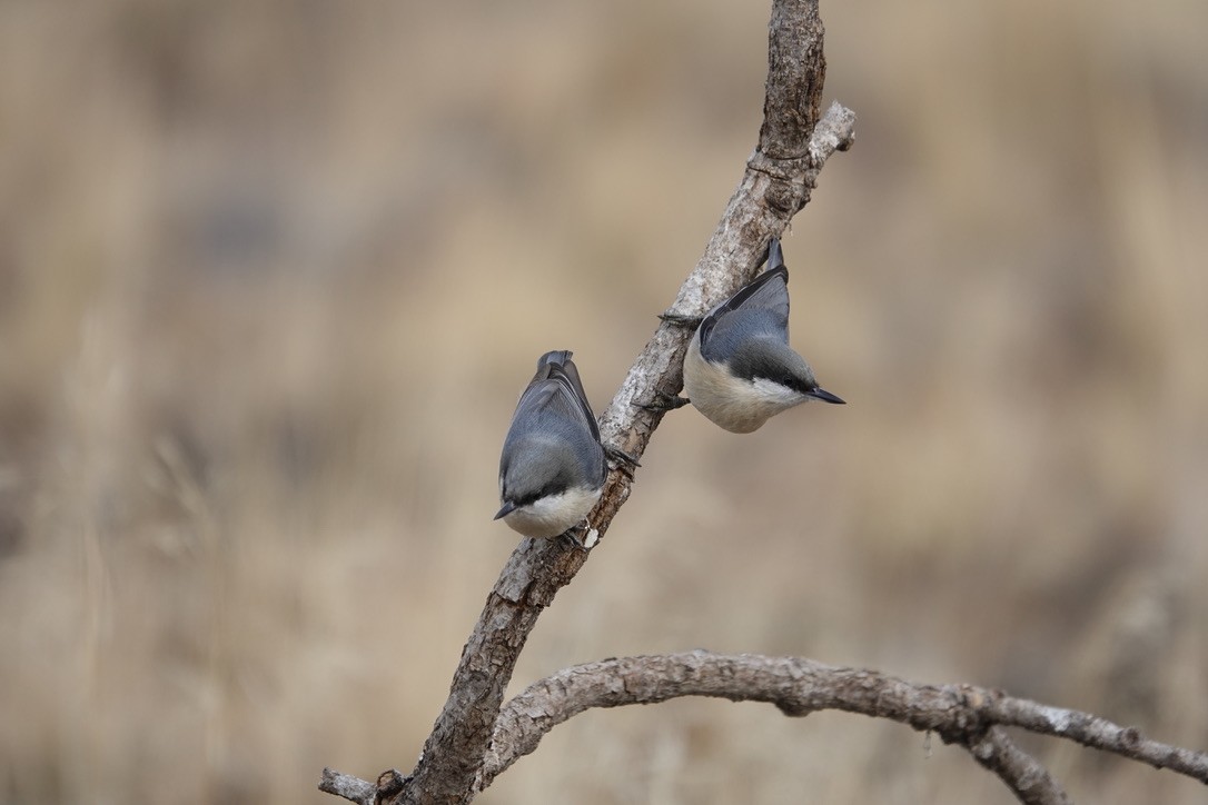 Pygmy Nuthatch - ML499937061