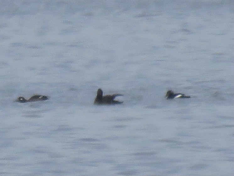 White-winged Scoter - ML499937591
