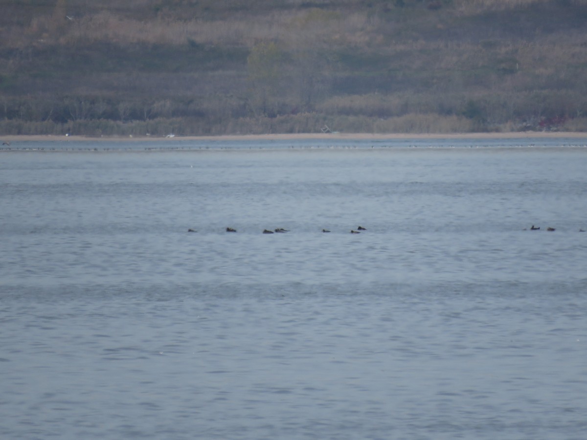 White-winged Scoter - ML499937851