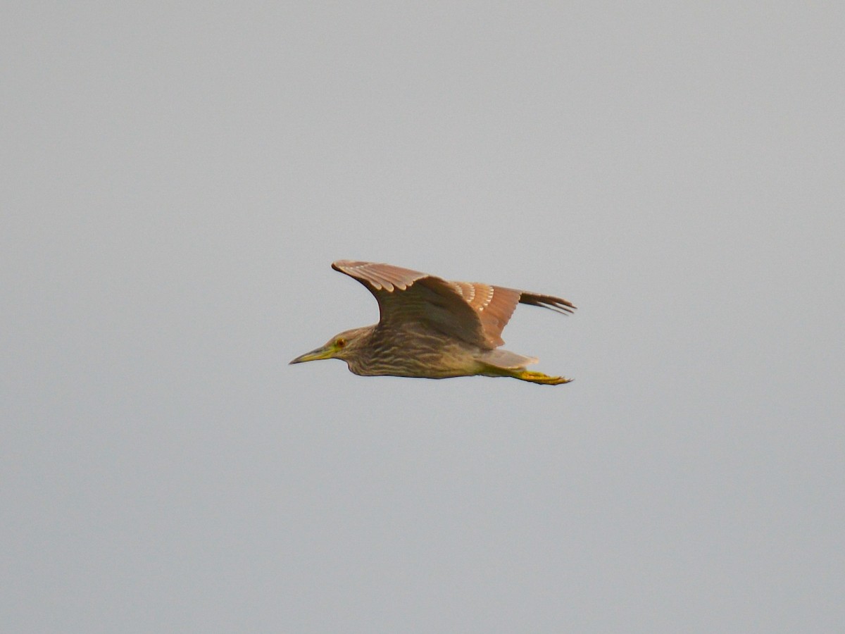 Black-crowned Night Heron - ML499937911