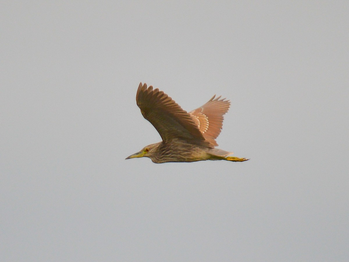 Black-crowned Night Heron - ML499937921