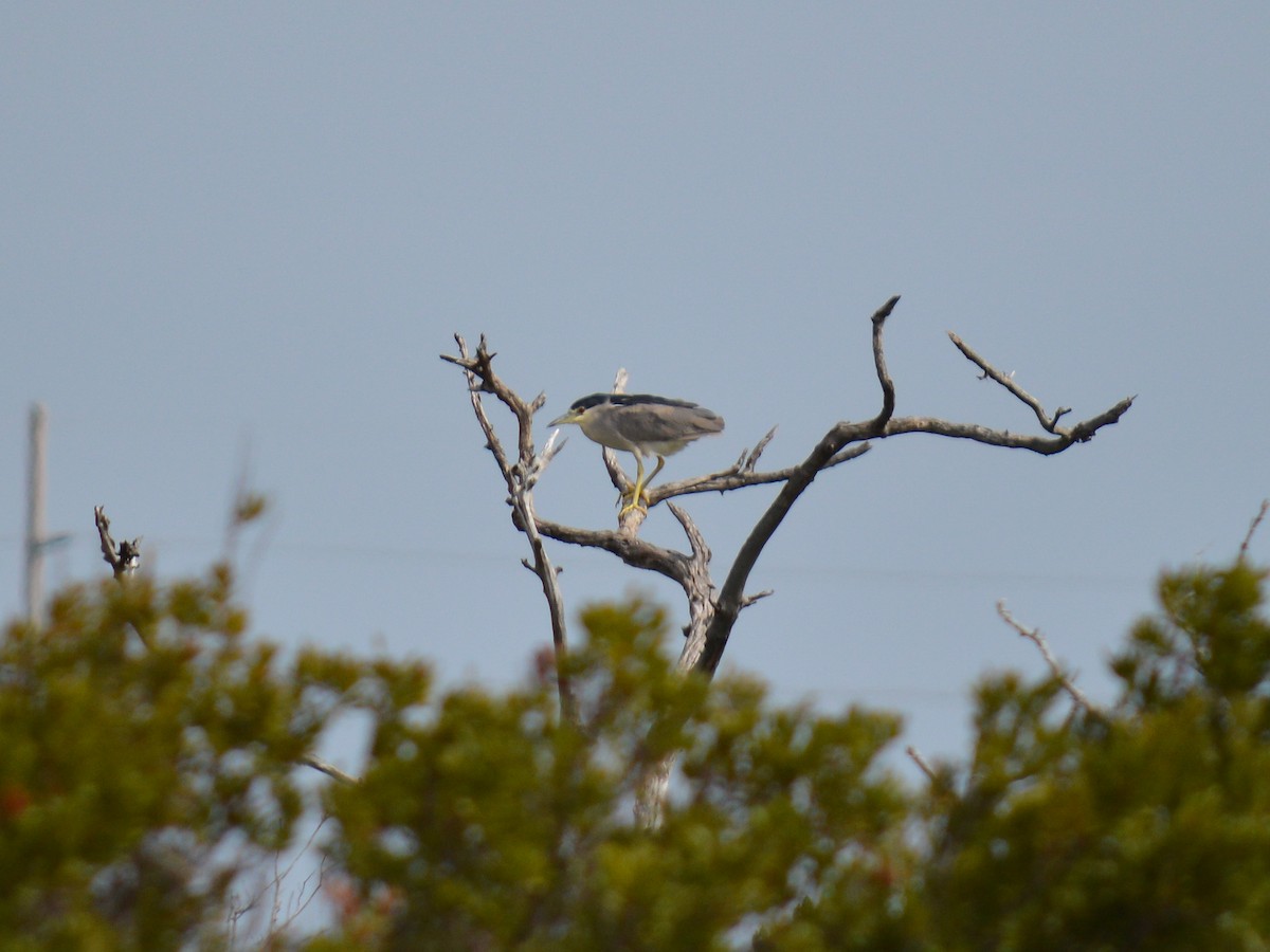 Black-crowned Night Heron - ML499937931