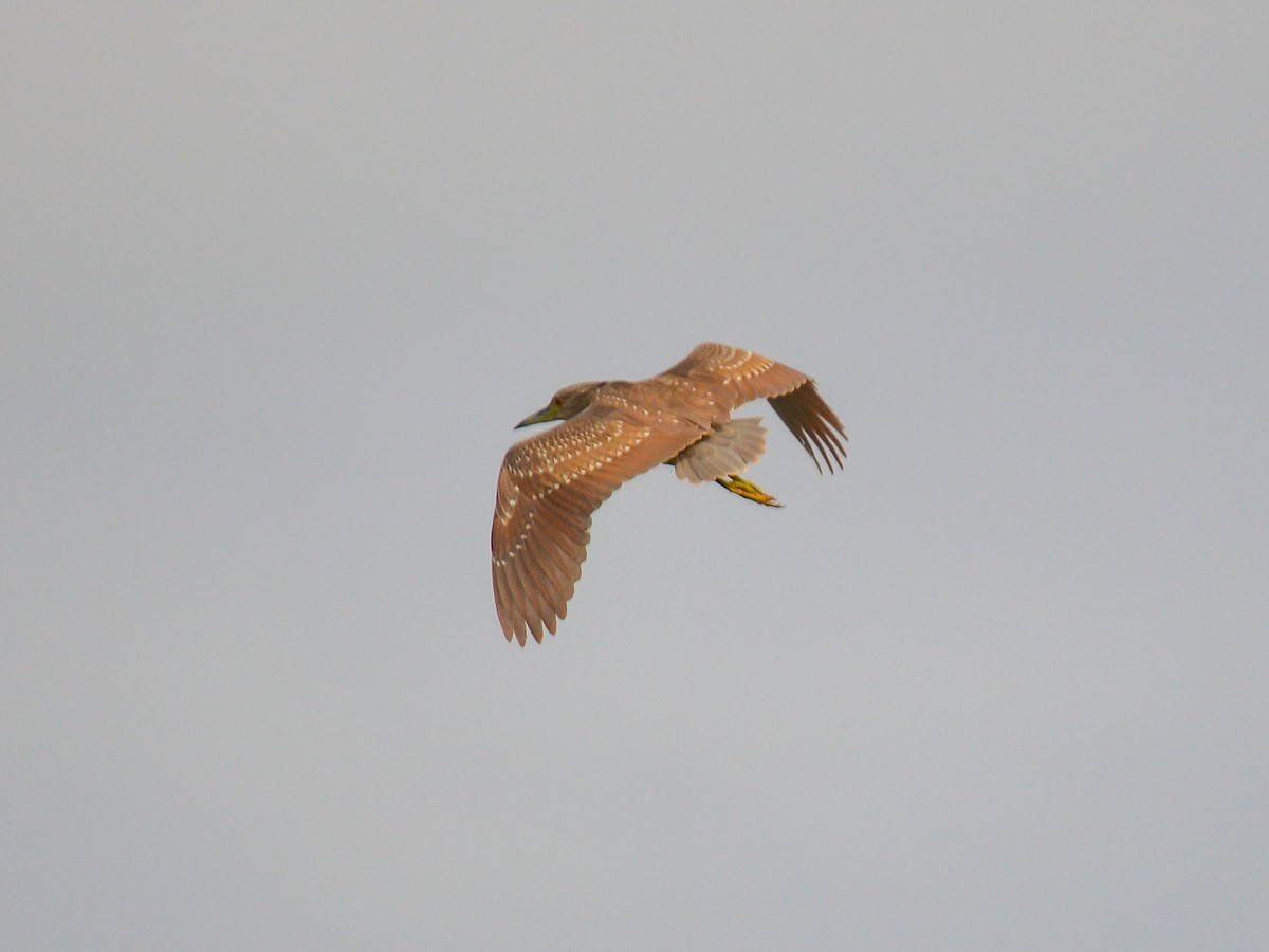 Black-crowned Night Heron - ML499937941