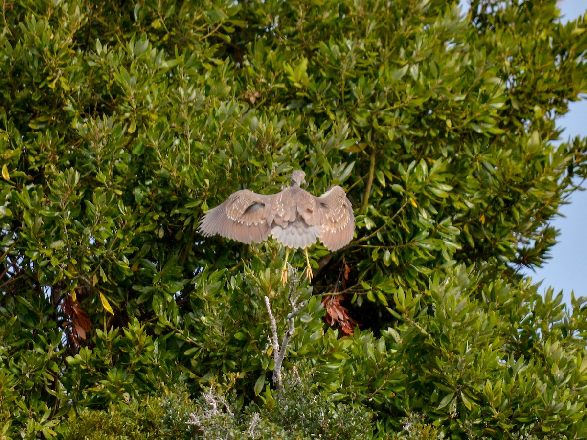 Black-crowned Night Heron - ML499937951