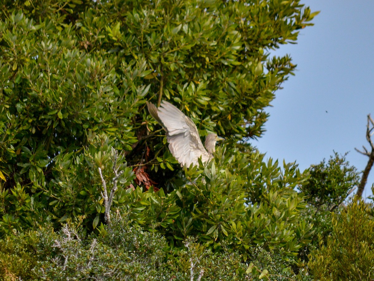 Black-crowned Night Heron - ML499937971