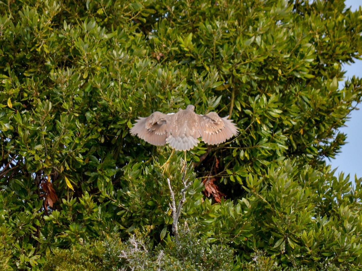 Black-crowned Night Heron - ML499937991