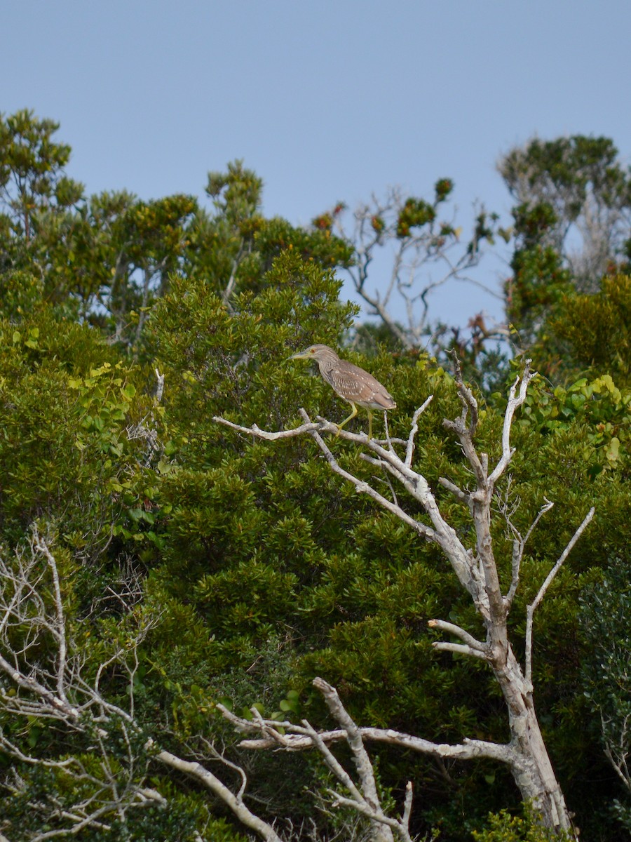 Black-crowned Night Heron - ML499938001