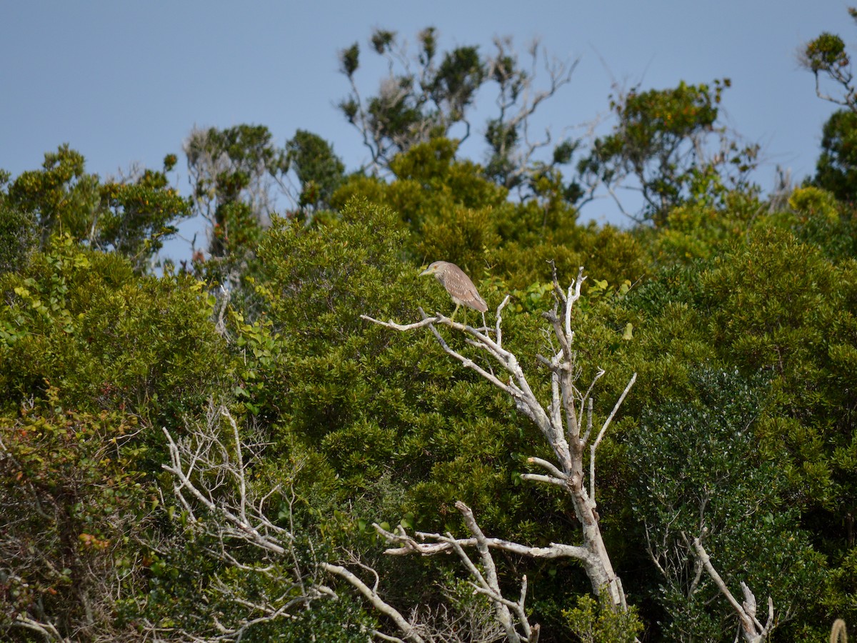 Black-crowned Night Heron - ML499938011