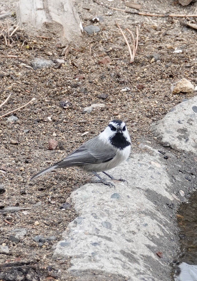 Mountain Chickadee - ML499938941