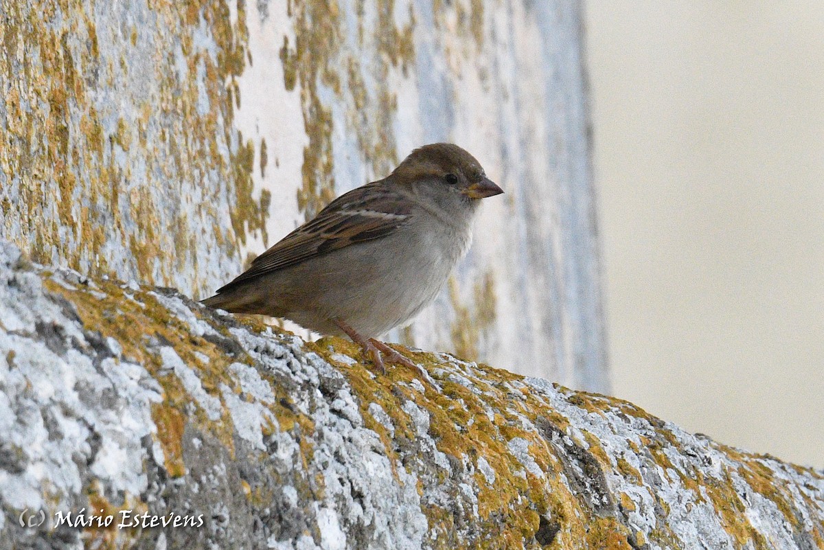 House Sparrow - ML499940361