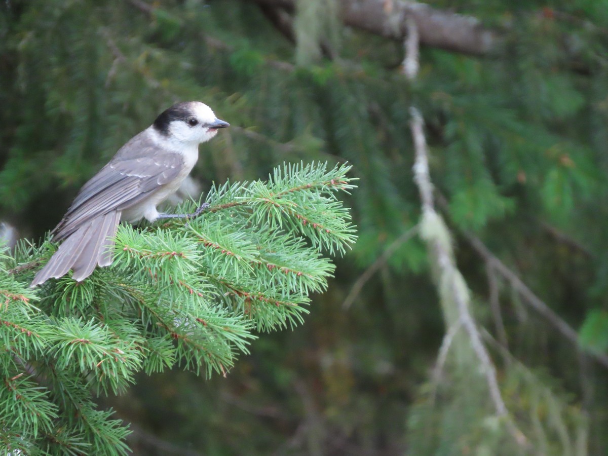 Canada Jay - ML499941231