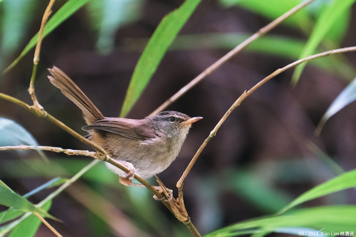 Aberrant Bush Warbler (Sunda) - ML499941271