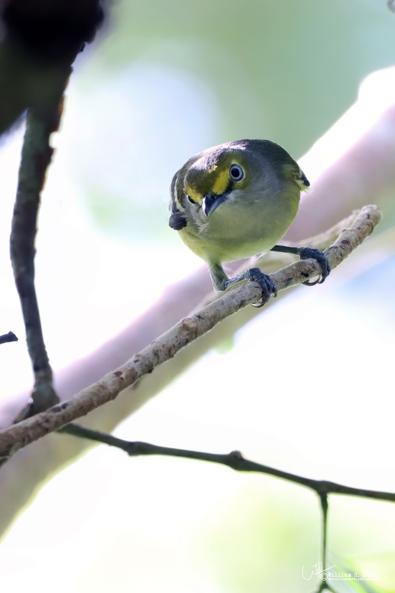 White-eyed Vireo - ML499942161