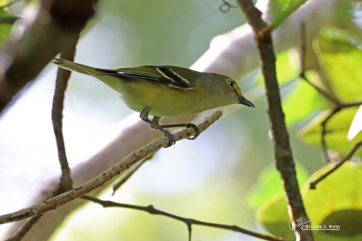 White-eyed Vireo - ML499942171