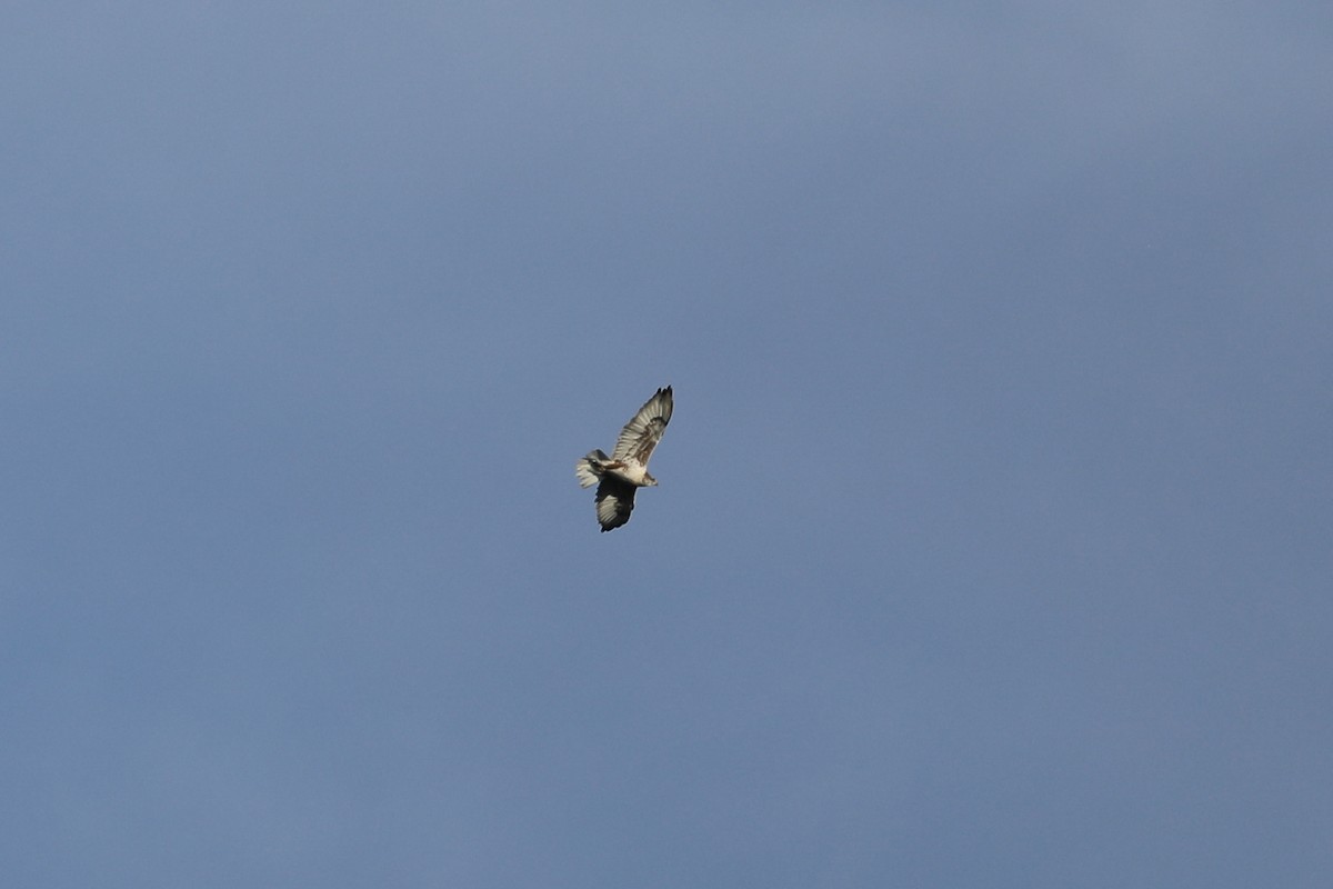 Ferruginous Hawk - ML499944661