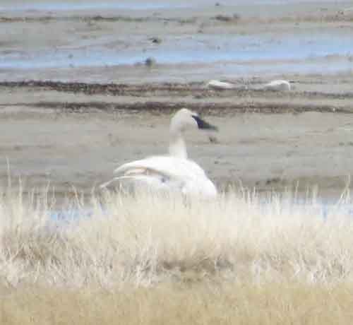 Cygne trompette - ML49994511