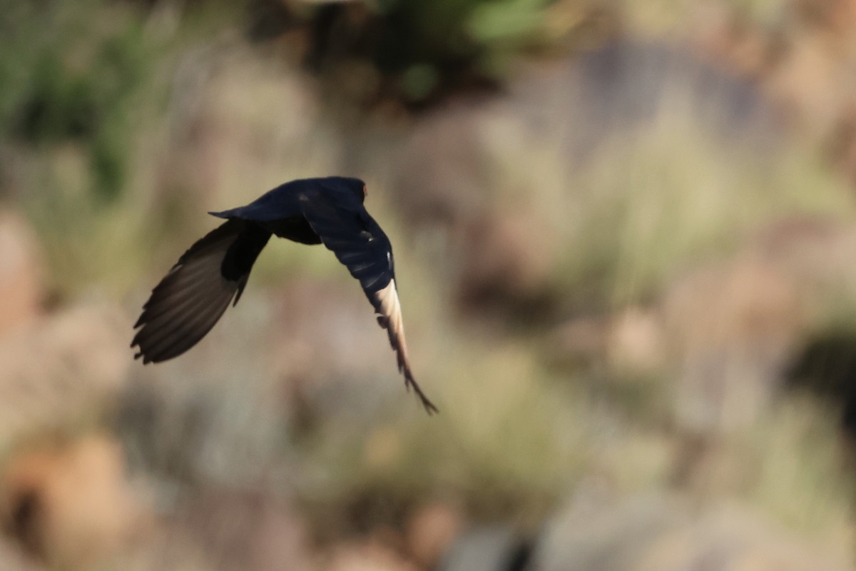 Pale-winged Starling - ML499945951