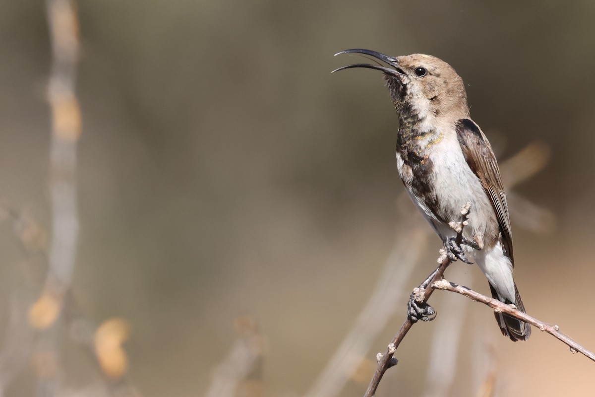 Dusky Sunbird - ML499945991