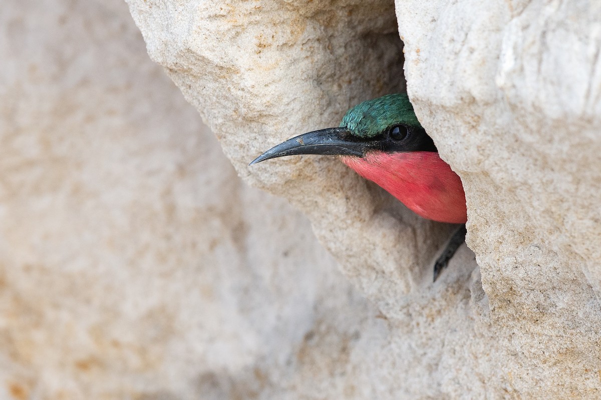 Southern Carmine Bee-eater - ML499946671