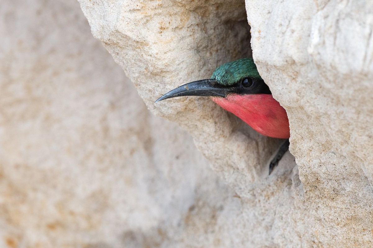 Southern Carmine Bee-eater - Justin Rhys Nicolau - Unearth Safaris