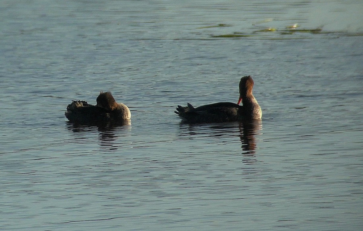 Red-breasted Merganser - ML499946941