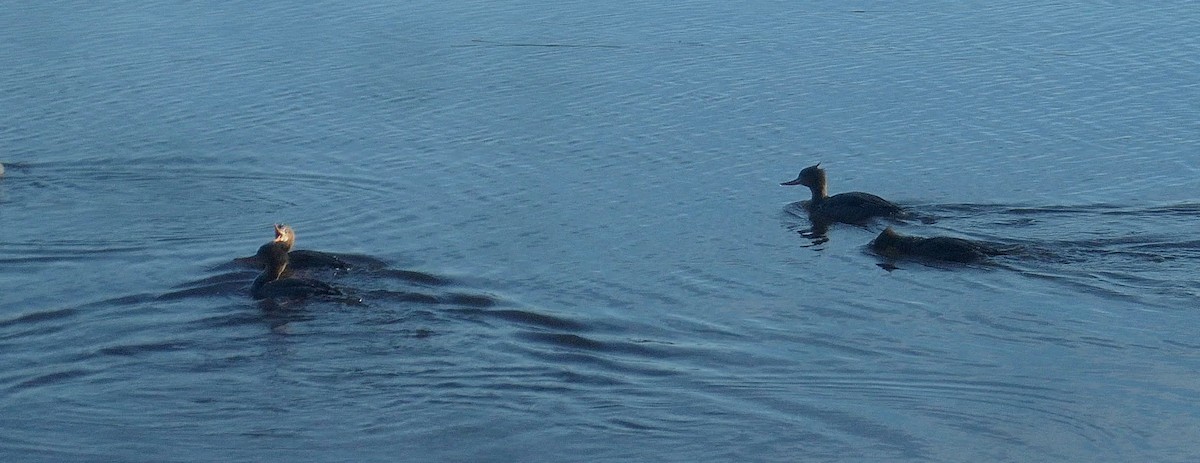 Red-breasted Merganser - ML499946971