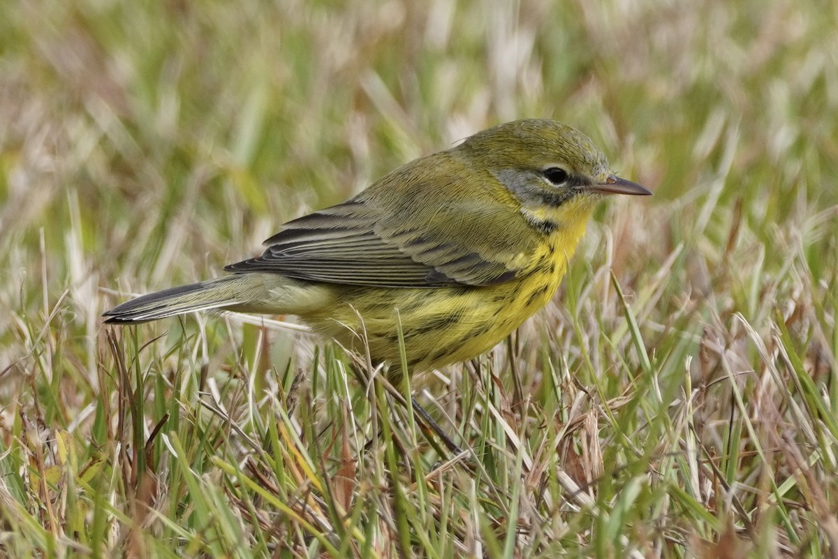 Prairie Warbler - ML499947571