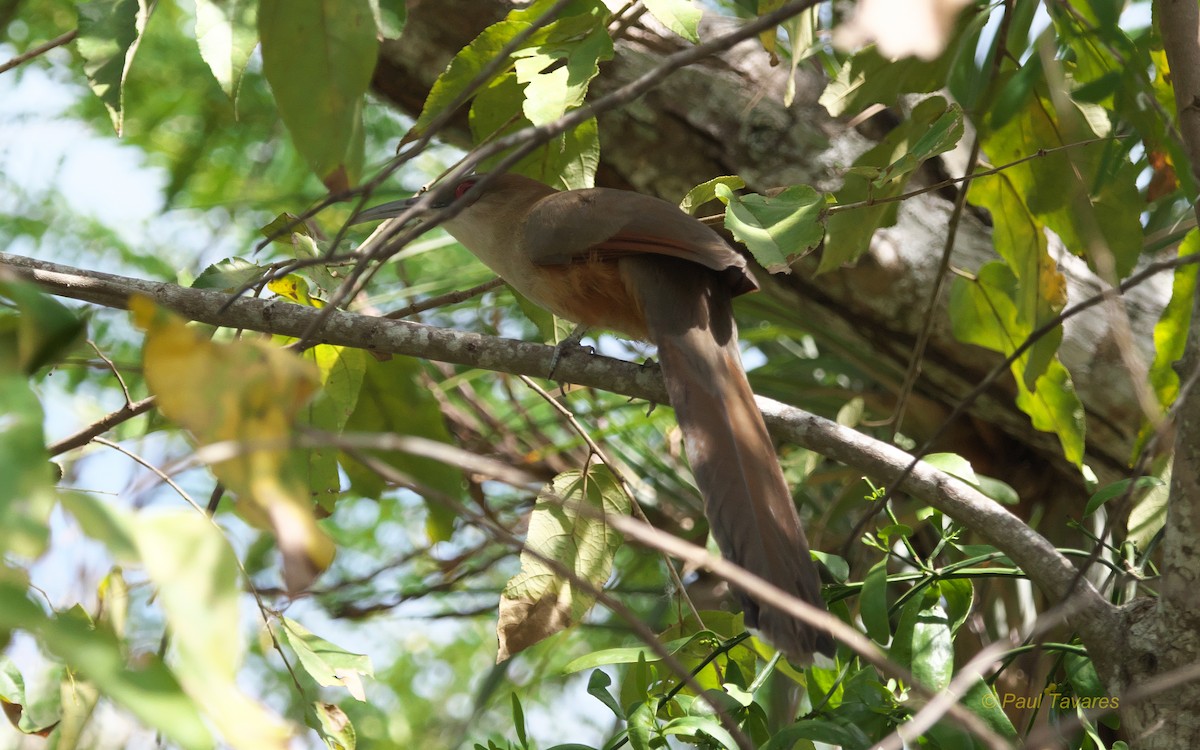 Great Lizard-Cuckoo - Paul Tavares