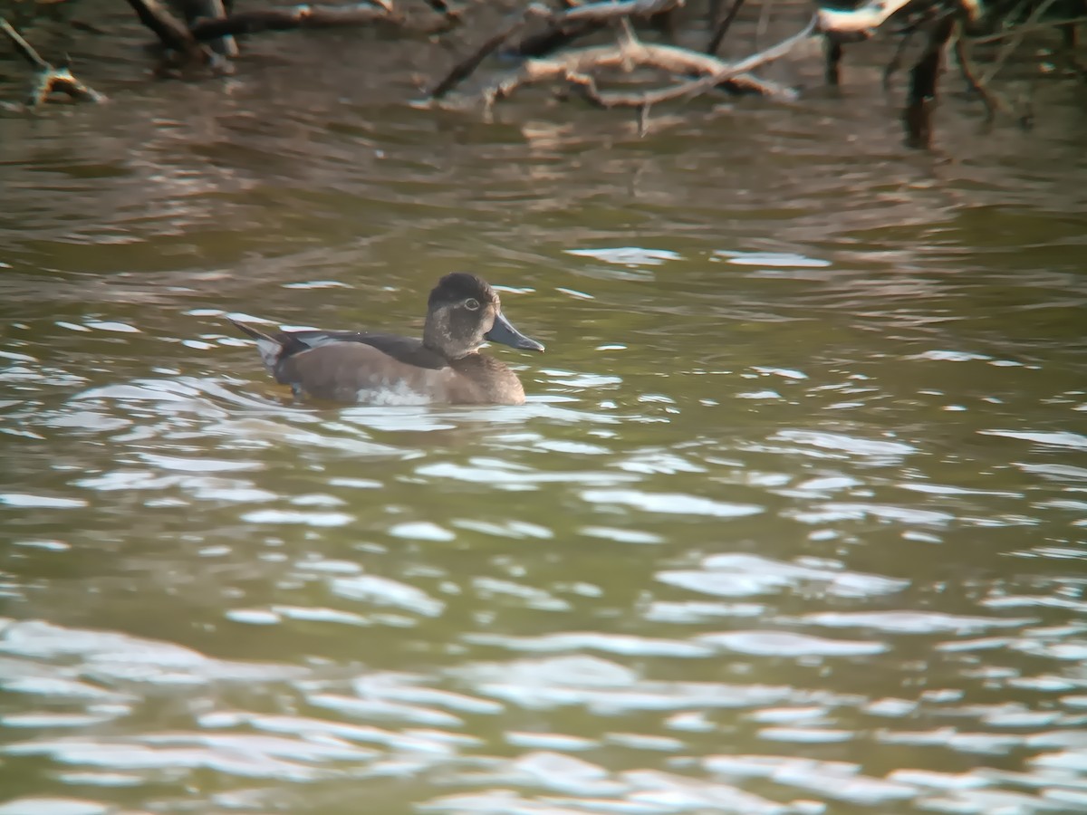 Ring-necked Duck - ML499947761