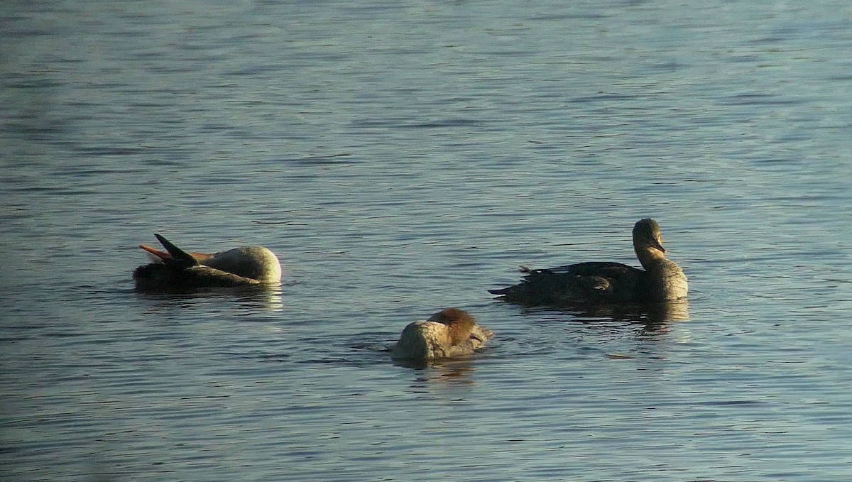 Red-breasted Merganser - ML499947891