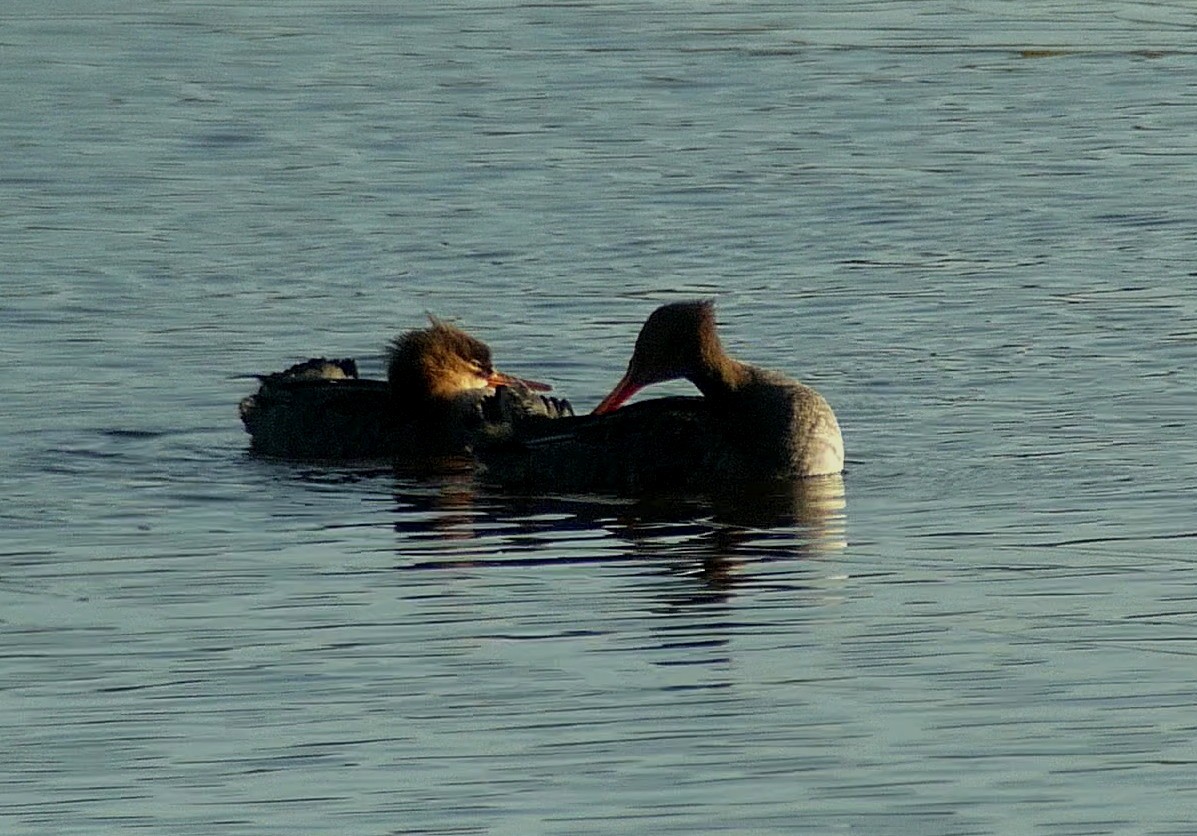 Red-breasted Merganser - ML499948211