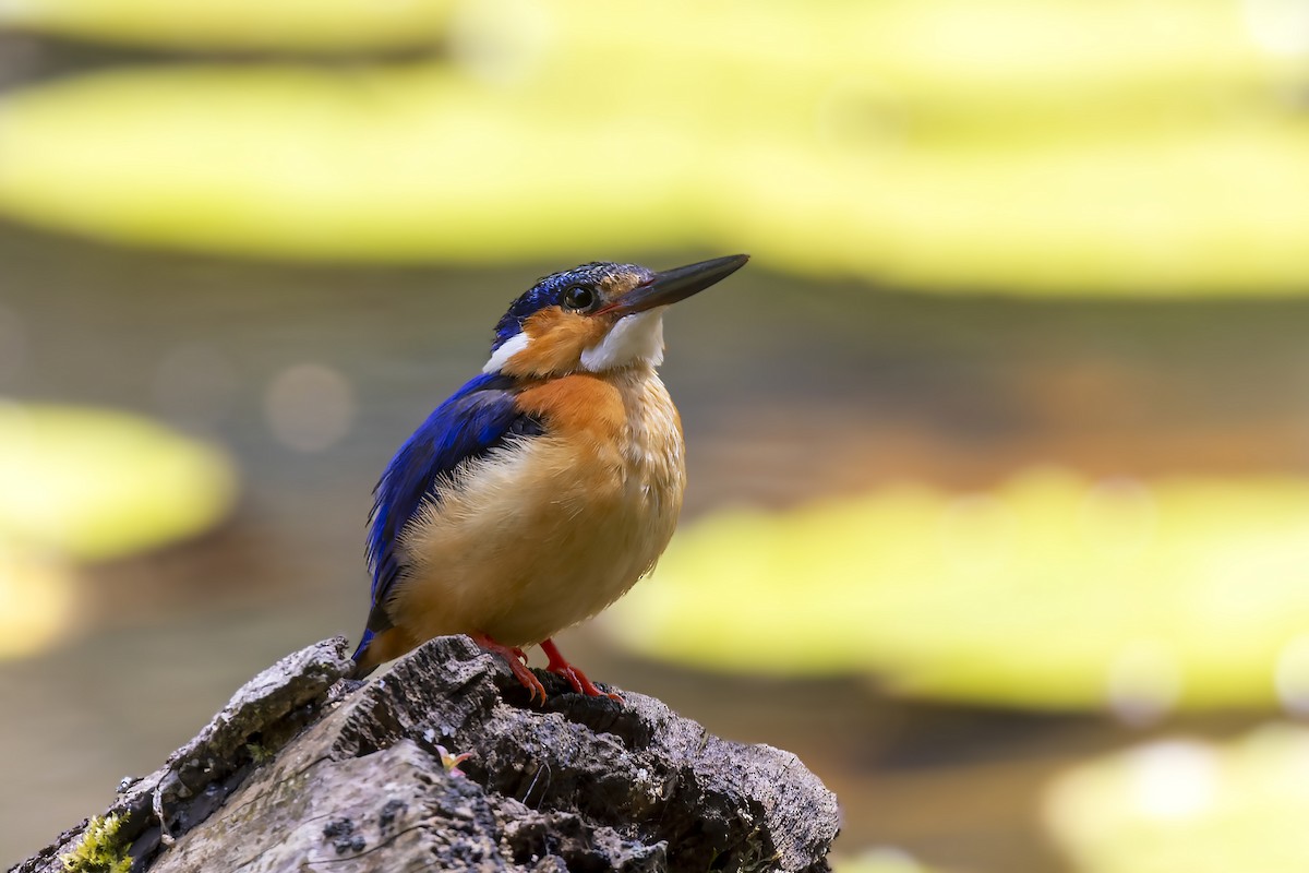 Malagasy Kingfisher - Bradley Hacker 🦜