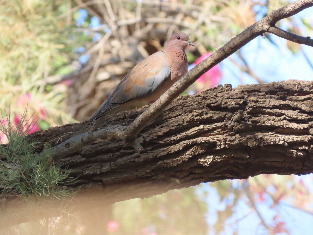 Laughing Dove - ML499949311