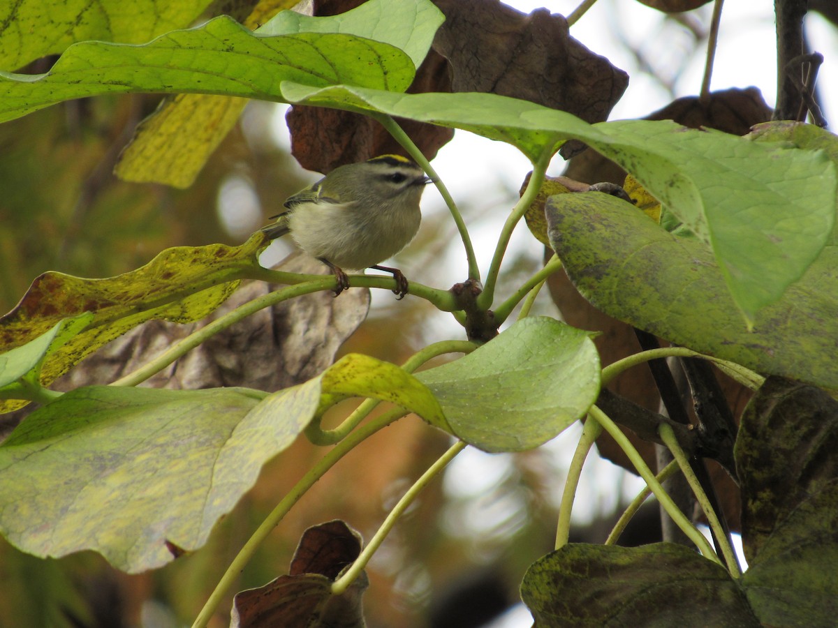 Golden-crowned Kinglet - ML499949361