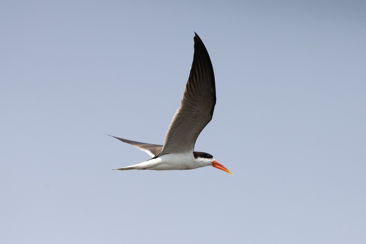 African Skimmer - ML499950301