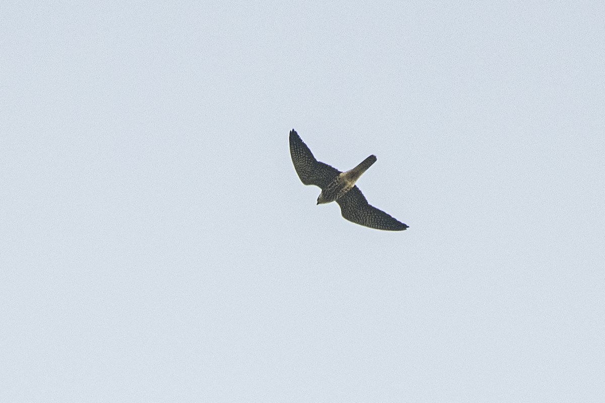 Amur Falcon - Wachara  Sanguansombat