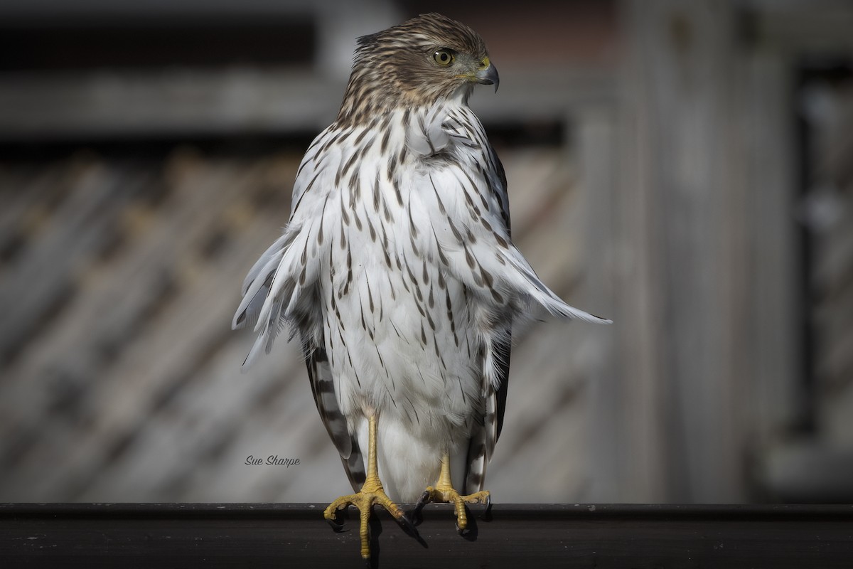 Cooper's Hawk - ML499951951