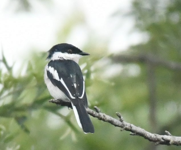 Bar-winged Flycatcher-shrike - Sunanda Vinayachandran