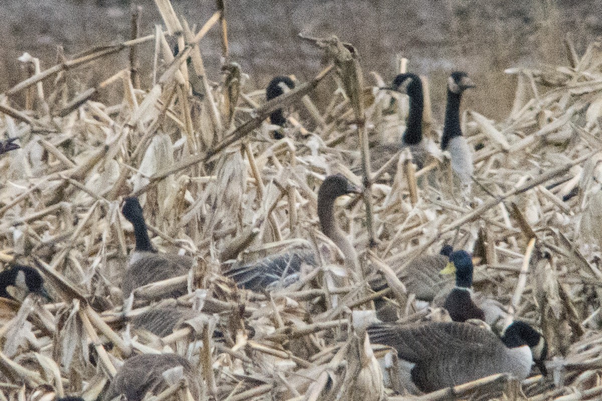 Pink-footed Goose - ML49995261