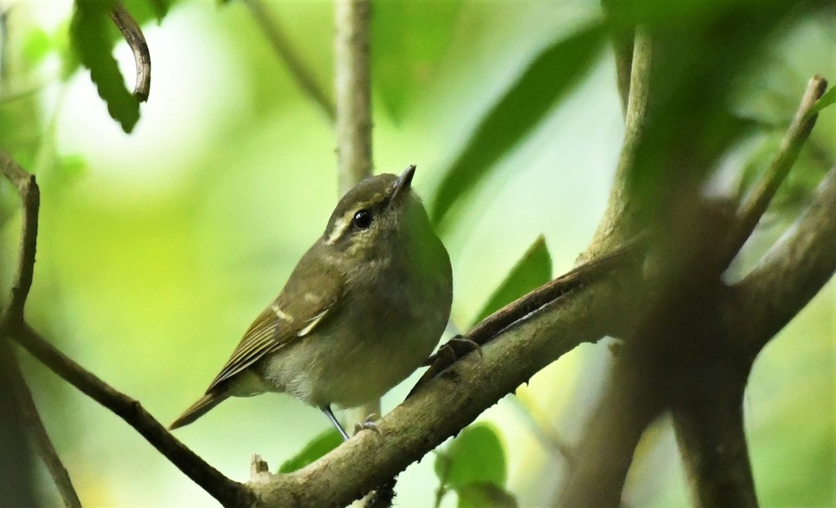 Mosquitero Picudo - ML499952921