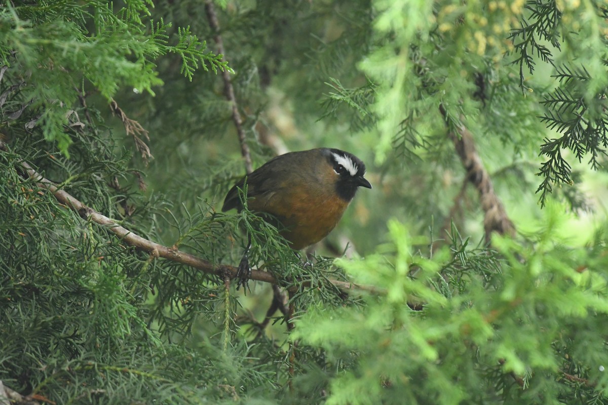 Nilgiri Laughingthrush - Sunanda Vinayachandran