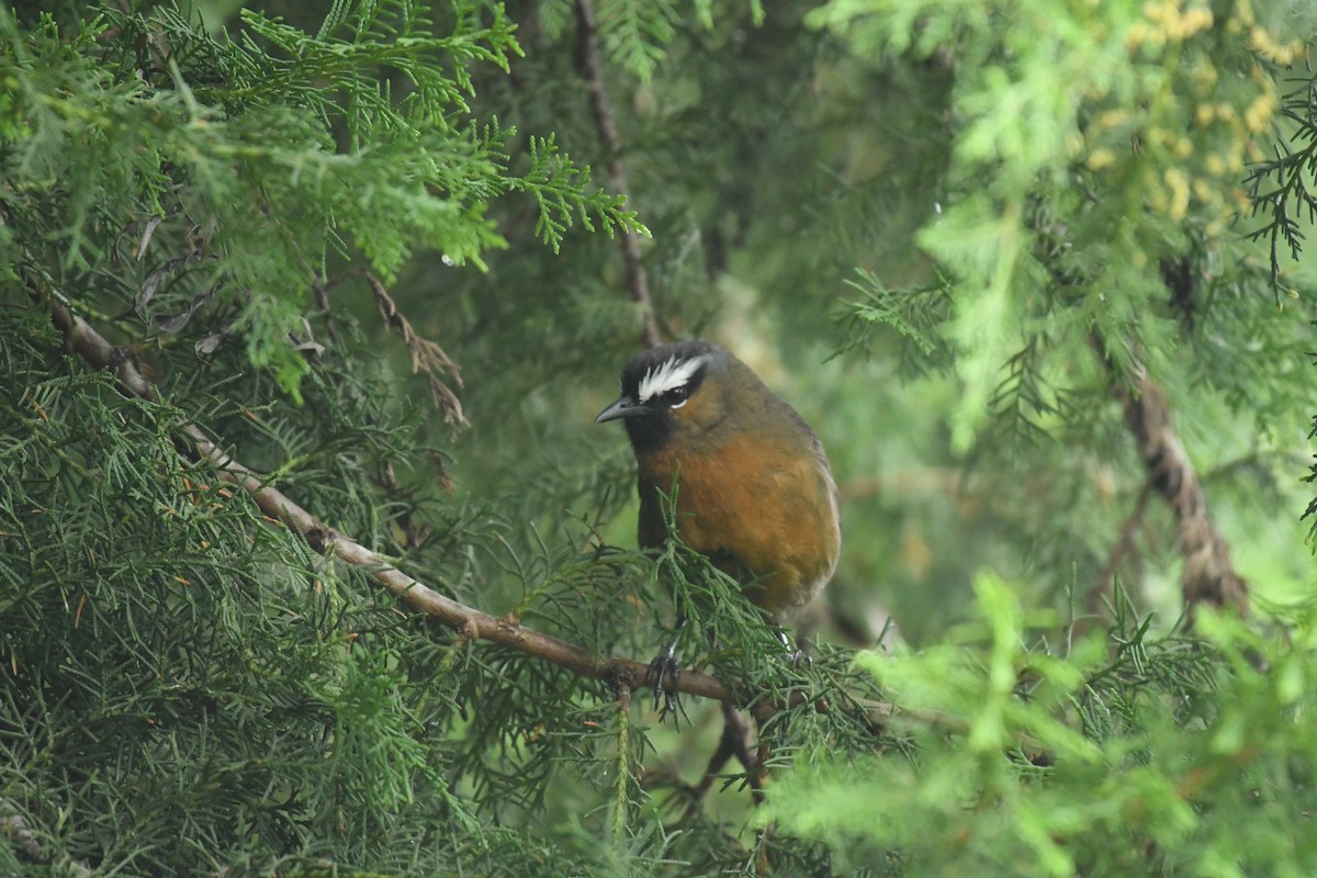 Nilgiri Laughingthrush - Sunanda Vinayachandran