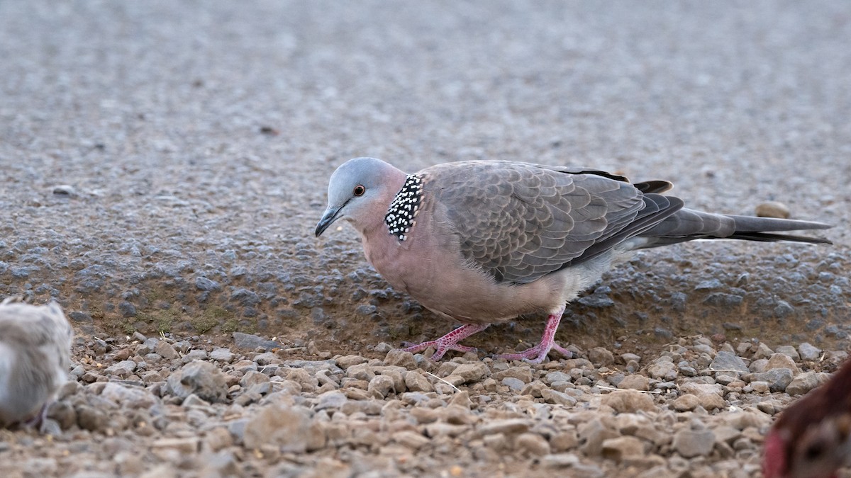 Spotted Dove - Mathurin Malby