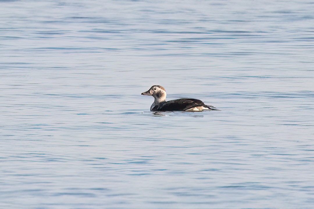 Long-tailed Duck - ML499953371