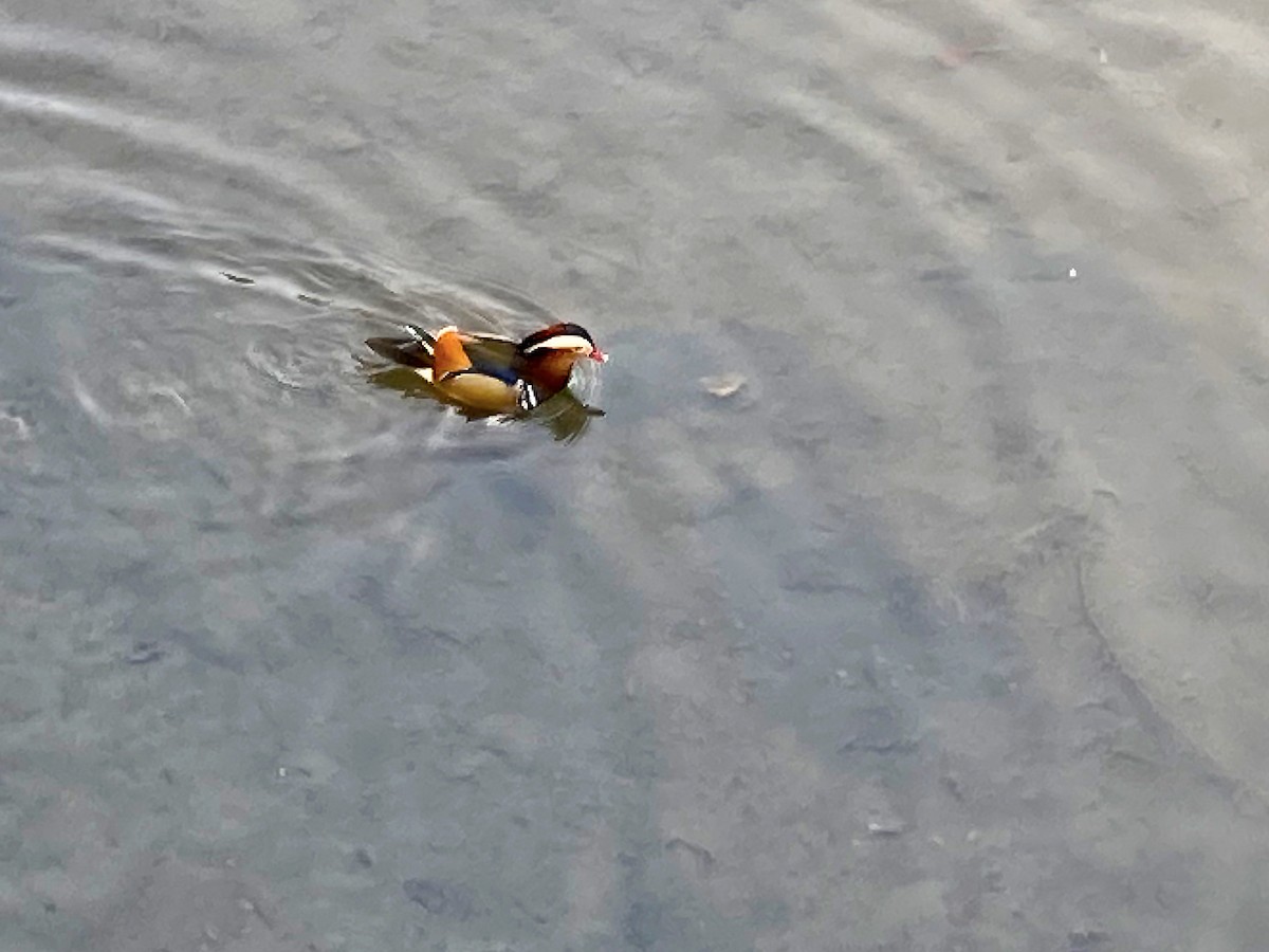 Mandarin Duck - Juan Pérez