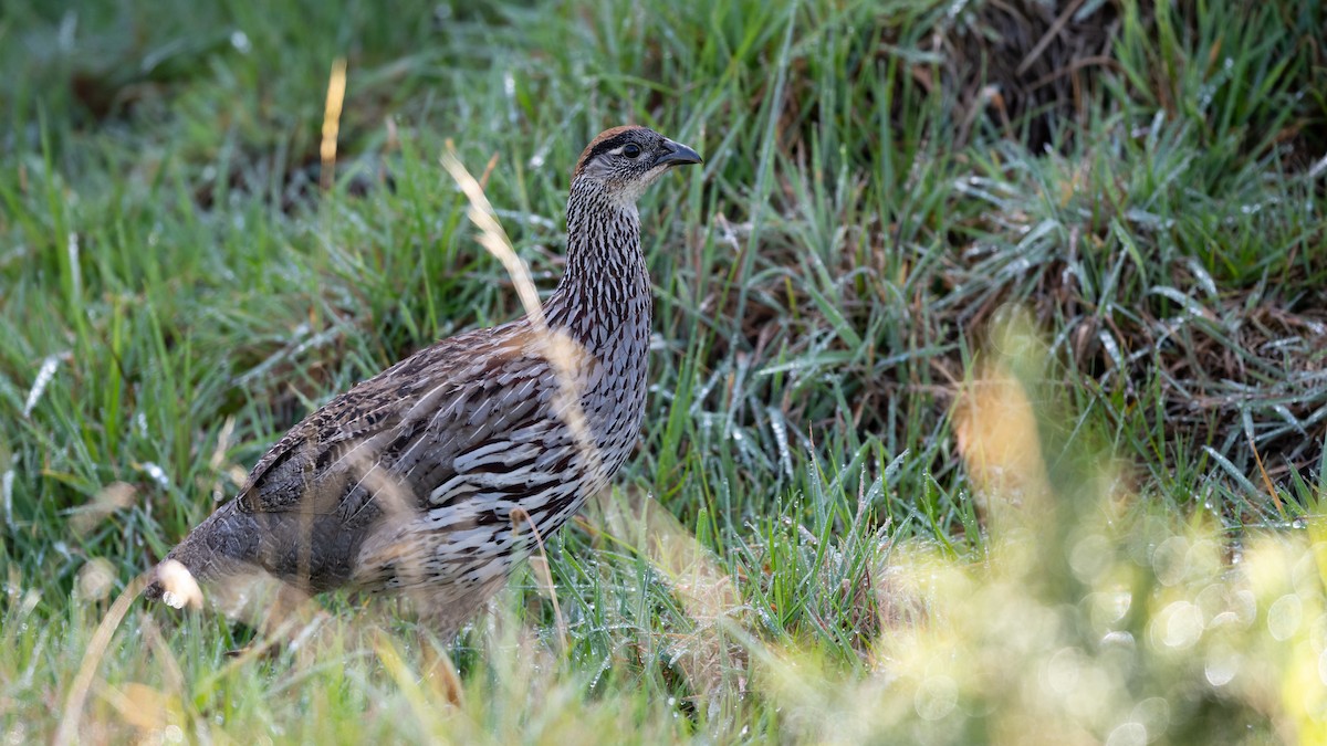 Francolin d'Erckel - ML499954221