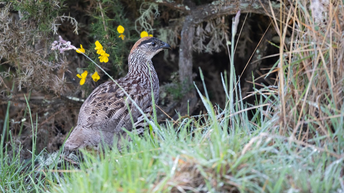 Francolin d'Erckel - ML499954241