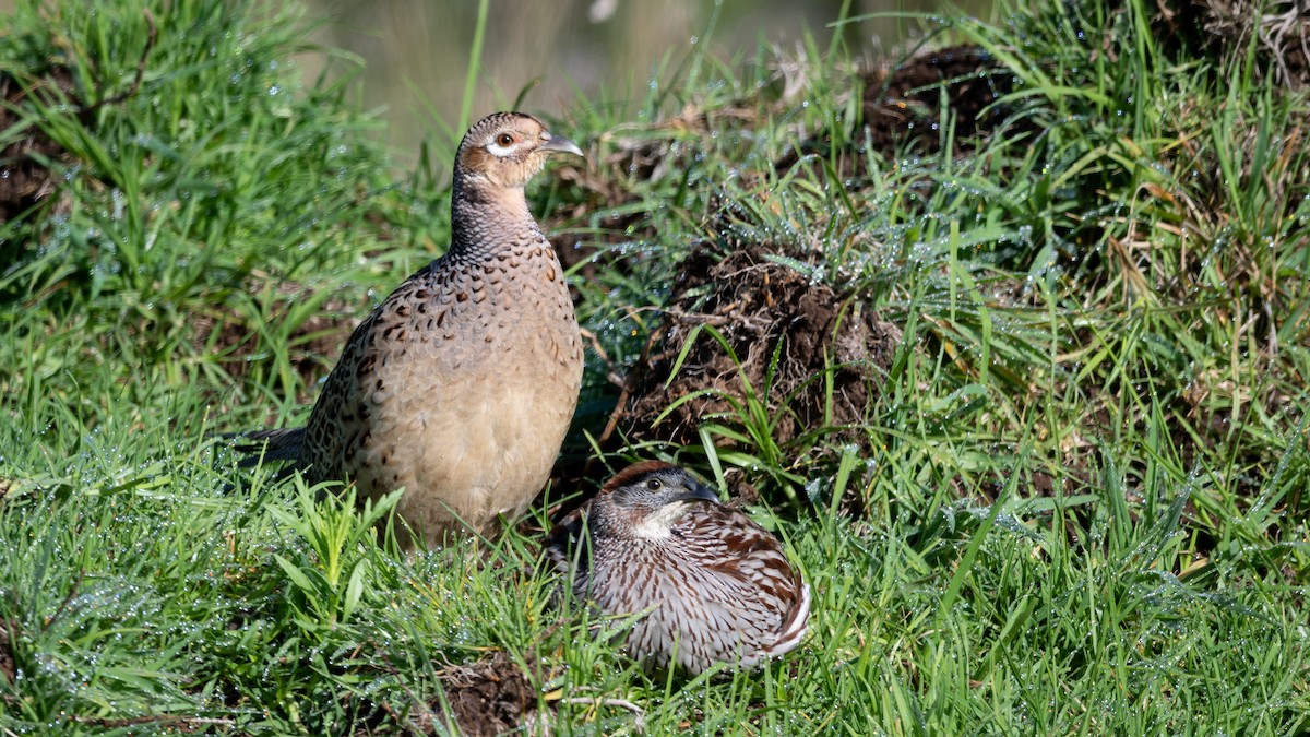 Francolin d'Erckel - ML499954361