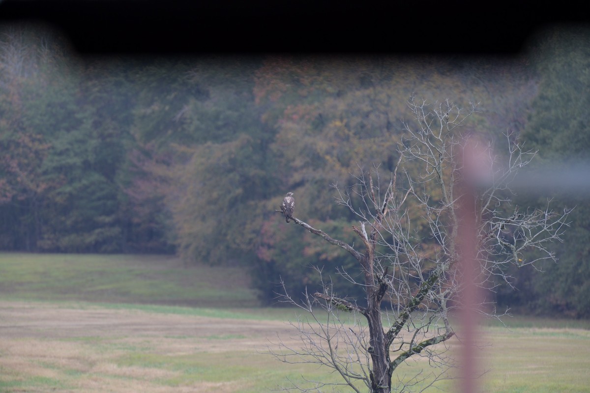 Bald Eagle - ML499956801