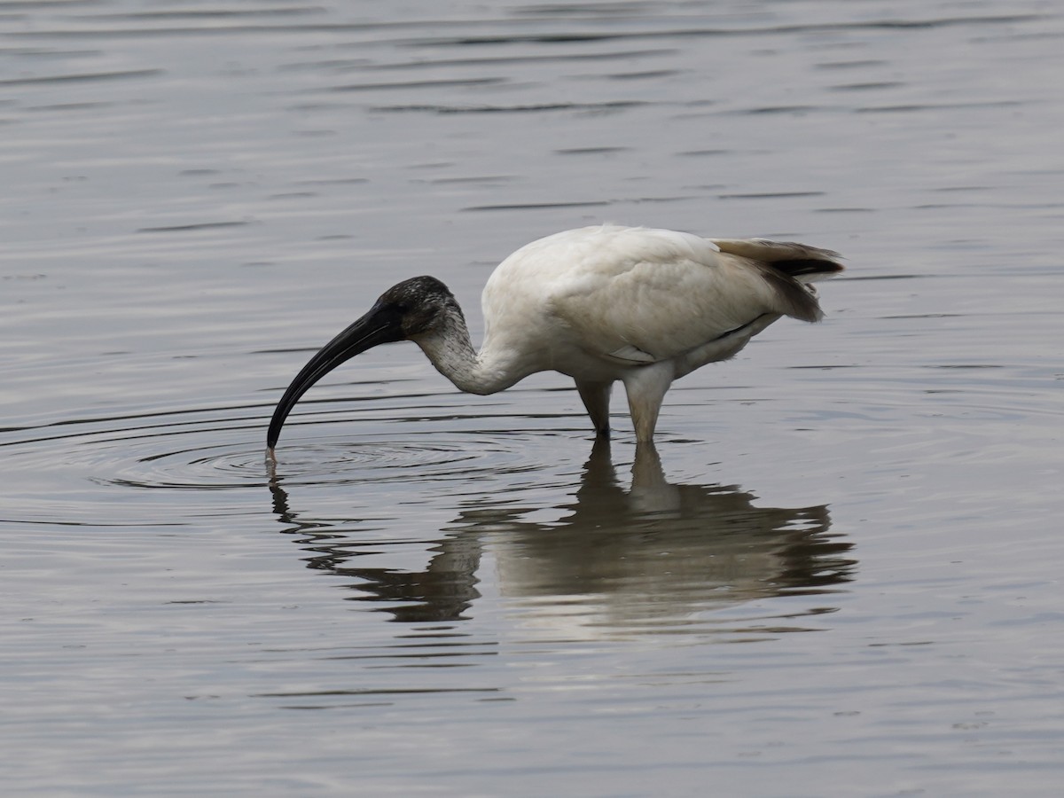 Ibis à tête noire - ML499957121